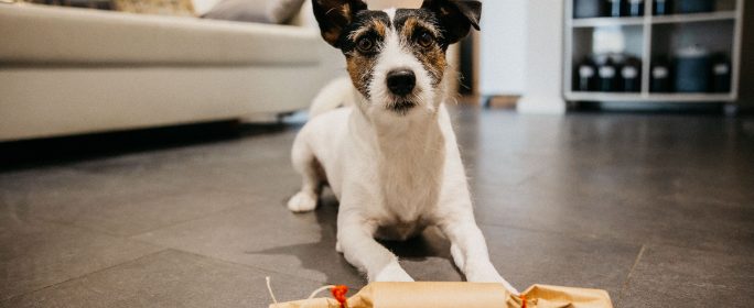 DIY Adventskalender für Hunde - ganz einfach selber machen