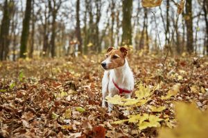 Hund steht im Wald mit Blättern