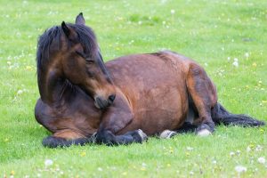 Gesunder Pferdeschlaf: Wie schläft ein Pferd?