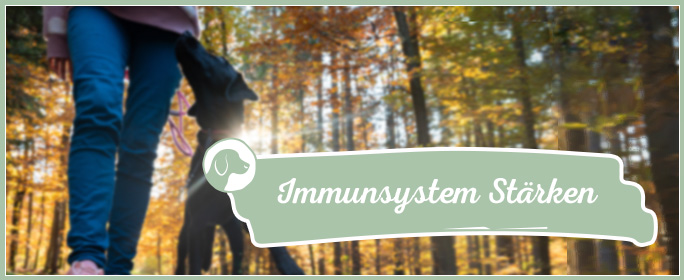 Immunsystem beim Hund Stärken |  Die 5  ultimativen Tipps