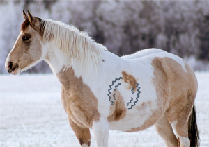 Magengeschwür beim Pferd: Symptome, Diagnose, Behandeln und richtiges Futter, Position Magen vom Pferd