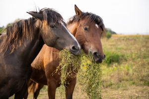 Magengeschwür beim Pferd: Symptome, Diagnose, Behandeln und richtiges Futter, Pferde fressen