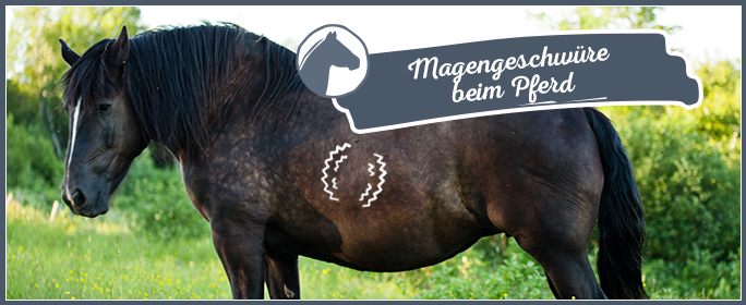 Magengeschwür beim Pferd: Symptome, Diagnose, Behandeln und richtiges Futter
