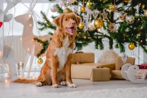 Tipps für fröhliche Weihnachten mit Deinem Hund unterm Weihnachtsbaum