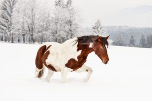 Wir stellen vor: unsere Winter Kräuter für Pferde im Schnee