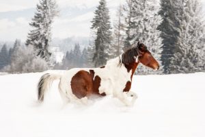 Friert Dein Pferd im Winter? So kommen Pferde mit Kälte klar, Pferd im Schnee