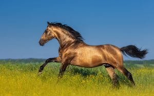 Öl für Pferde: Öle in der Pferdefütterung